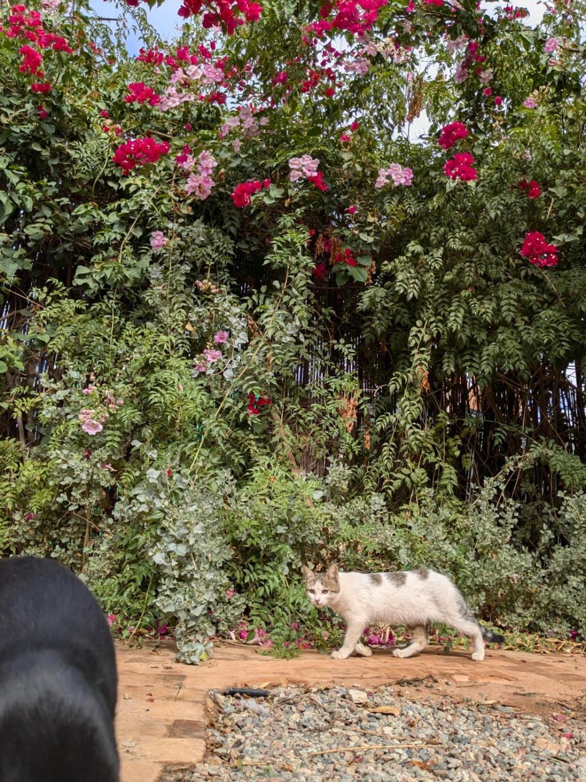 Dar Saafia Villa Marrakesh Buitenkant foto